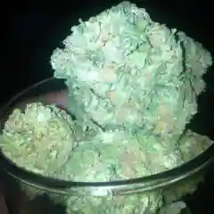 Blue Ivy Marijuana Strain