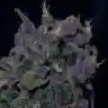 Blue Moonshine Marijuana Strain