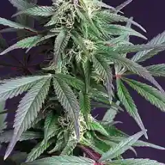 Blue Moonshine marijuana