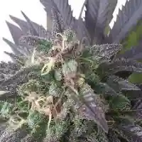 Blue Mystic Marijuana Strain