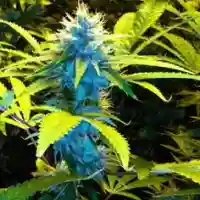 Blue Power Marijuana Strain