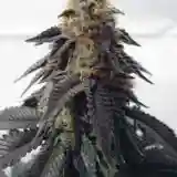 Blue Satellite mairjuana