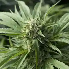 Blueberry Headband Marijuana Strain