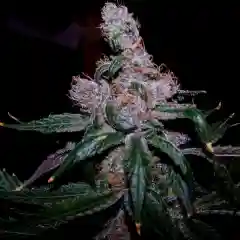 Blueberry Marijuana Strain