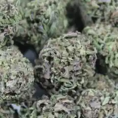 Blueberry Trainwreck mairjuana
