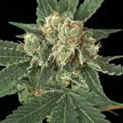Blueblack - Blue Black marijuana