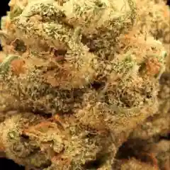 Bob Marley mairjuana