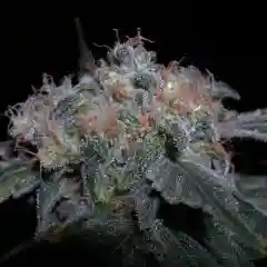 BOG Bubble Marijuana Strain