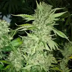 Brazilian Marijuana Strain