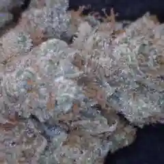 Bruce Banner #3 Marijuana Strain