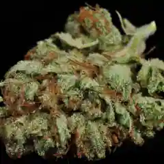 Bruce Banner Marijuana Strain