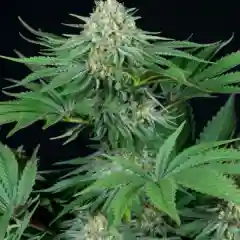 Bubba Kush marijuana