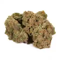 Bubble Jack Marijuana Strain