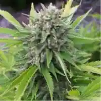 Bubblegun Marijuana Strain
