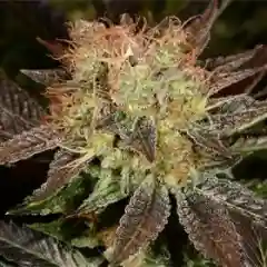 Burmese Kush Marijuana Strain