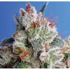 Burmese mairjuana