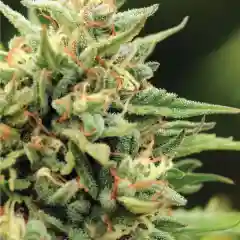 California Sour Marijuana Strain