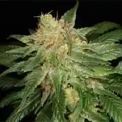 Cambodian mairjuana