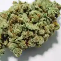 Candy Jack Marijuana Strain