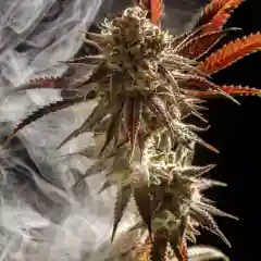 Canna-Wreck mairjuana