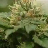 Cannadential Marijuana Strain