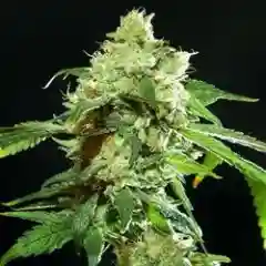 Cannatonic Marijuana Strain