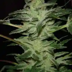 Cat Piss mairjuana