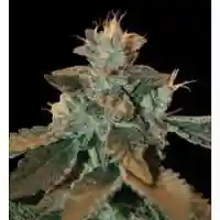 Cataract Kush Marijuana Strain