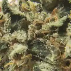 Catfish mairjuana