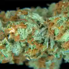 Charlotte's Web mairjuana