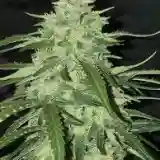 Chemdawg 91 Marijuana Strain
