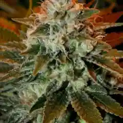 Chem's Sister - Chemdawg's Sister - Chem Sis mairjuana