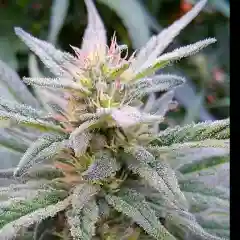 Cherry AK-47 Marijuana Strain