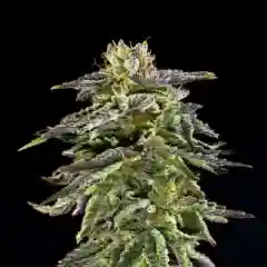 Cherry Pie marijuana