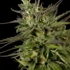 Chocolate Diesel - Choco Diesel mairjuana