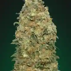Chocolate Skunk mairjuana
