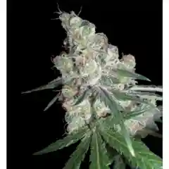 Chocolope Marijuana Strain