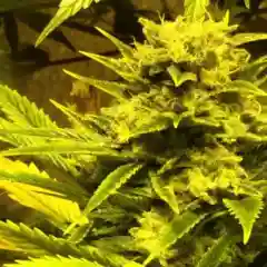 Chupacabra mairjuana