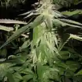 Corleone Kush marijuana