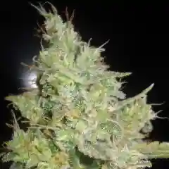 Critical Kali Mist - Critical Kali - Critical Mist mairjuana