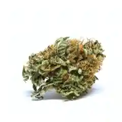 Critical Mass marijuana