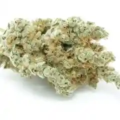 Crystal Coma Marijuana Strain