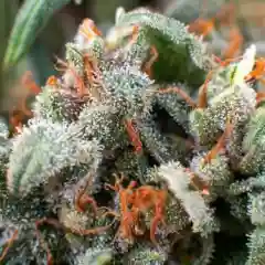 Dancehall Marijuana Strain