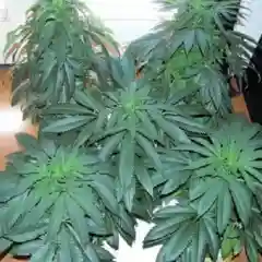 Deep Chunk Marijuana Strain