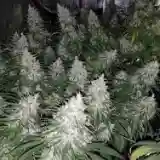 Destroyer mairjuana