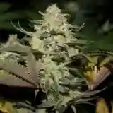 Devil's Dawg - Devil Dawg mairjuana