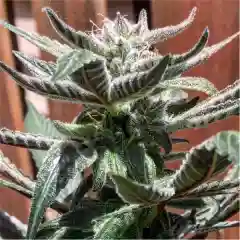 DJ Short Blueberry - True Blueberry marijuana