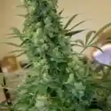 Django Marijuana Strain