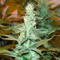 Domino Marijuana Strain