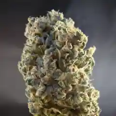 Durban Poison Marijuana Strain